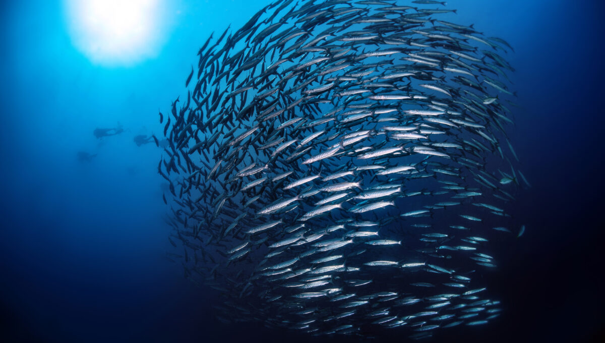 An instinctual need to belong