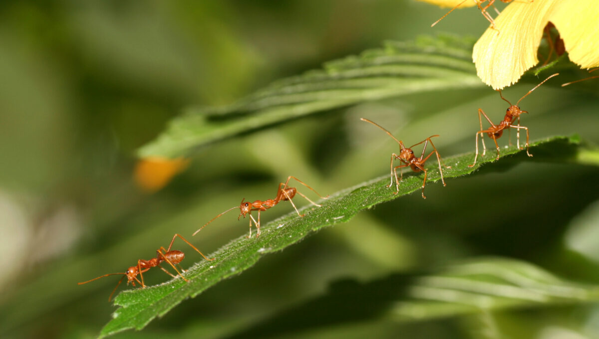 Ants as an example of system creation out of chaos