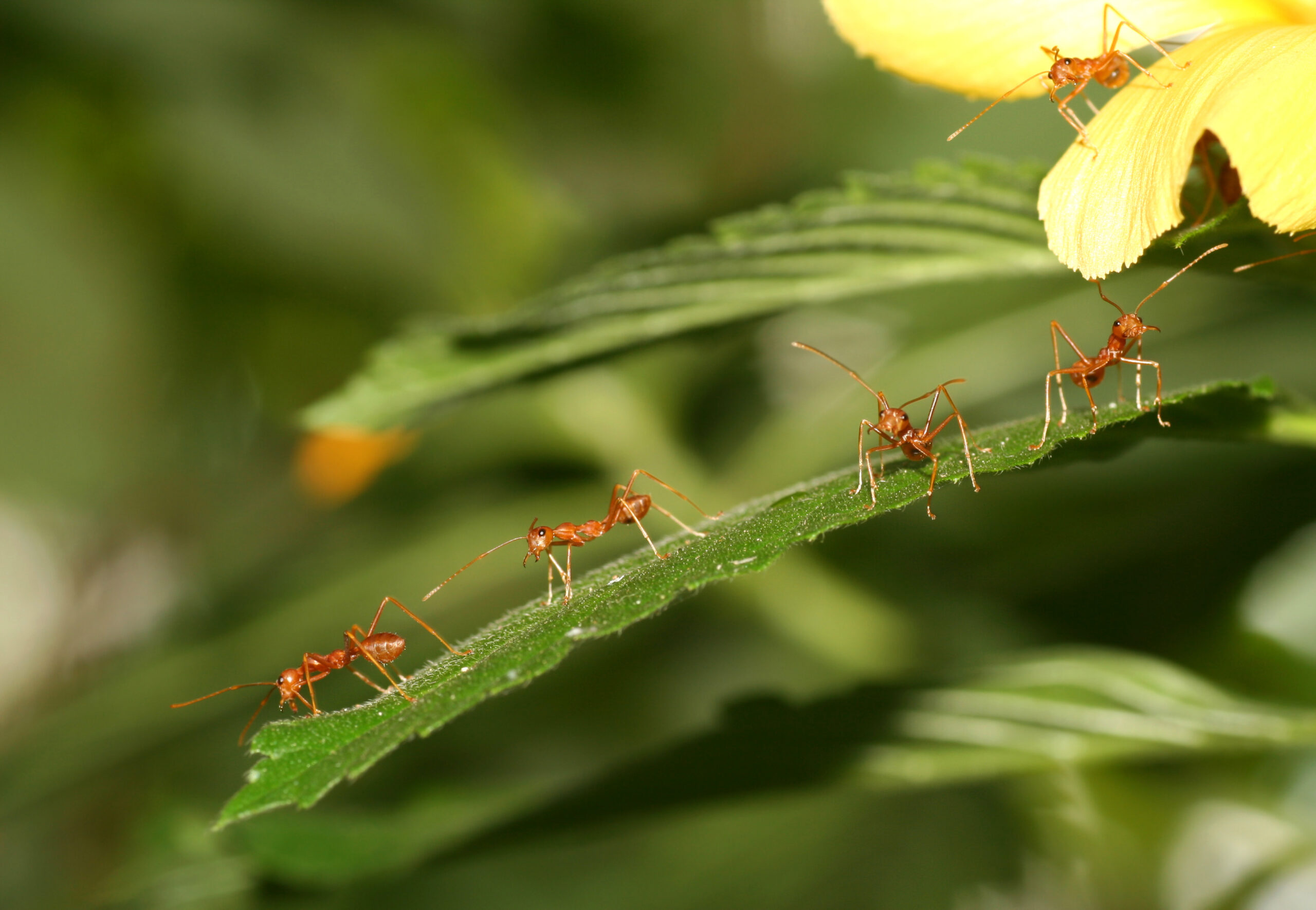 Ants as an example of system creation out of chaos