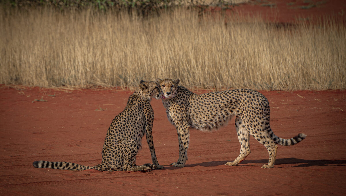 Vulnerability as an Asset