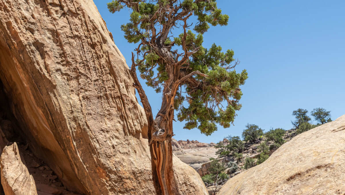 The Power of Principled Resilience: Navigating Change with Purpose and Adaptability