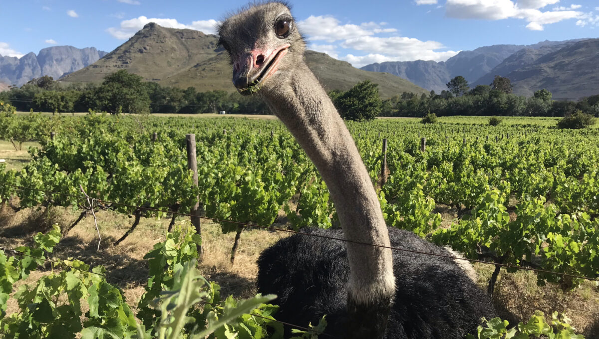 Convenient Lies vs Inconvenient Truths: Why We Choose Fantasy Over Math