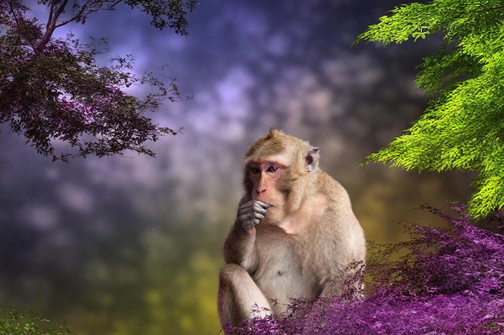 Monkey with Hand Covering Mouth